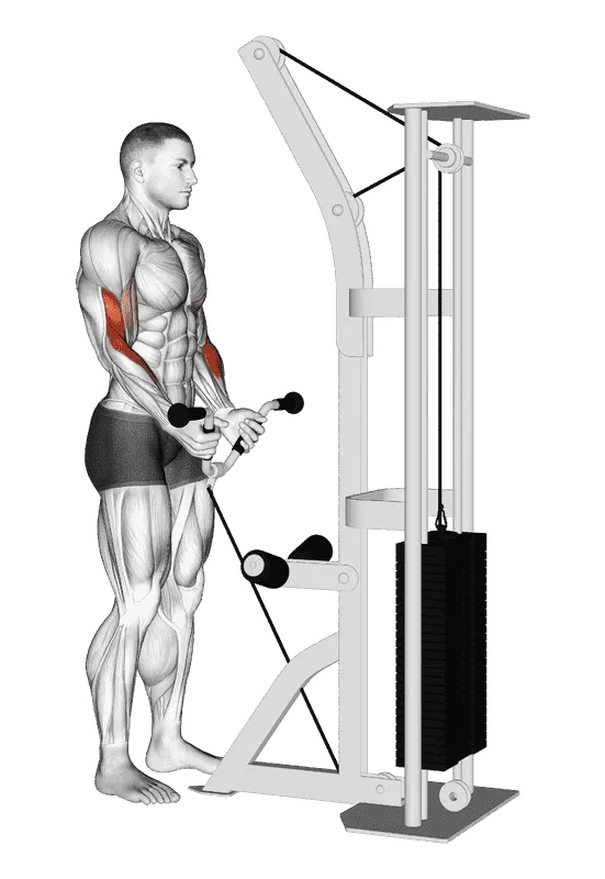 Cable Curl with Multipurpose V-Bar