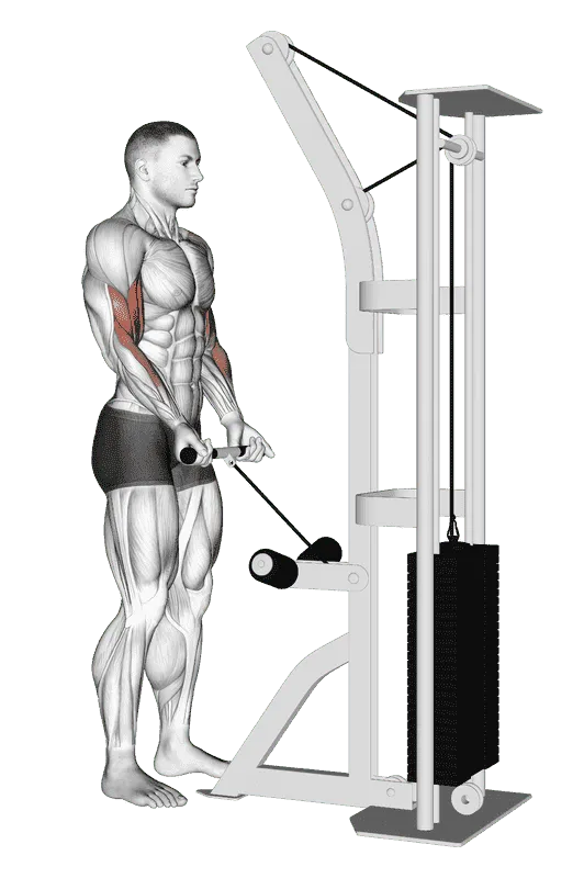 Cable Drag Curl, Male demonstration, Start