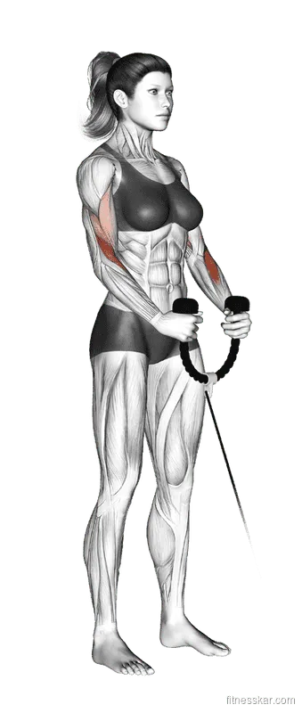 Cable Hammer Curl
