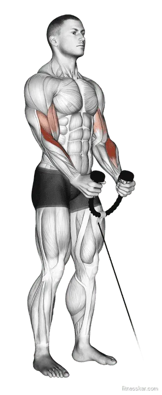 Cable Hammer Curl (with rope)