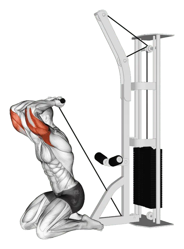 Cable Kneeling Triceps Extension