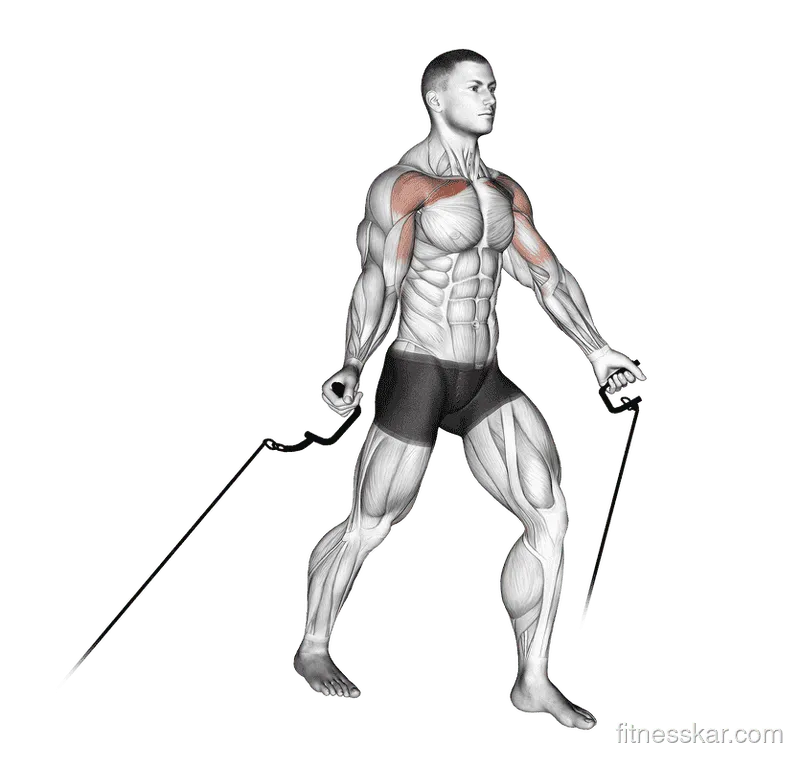 Cable Low Fly, Male demonstration, Start