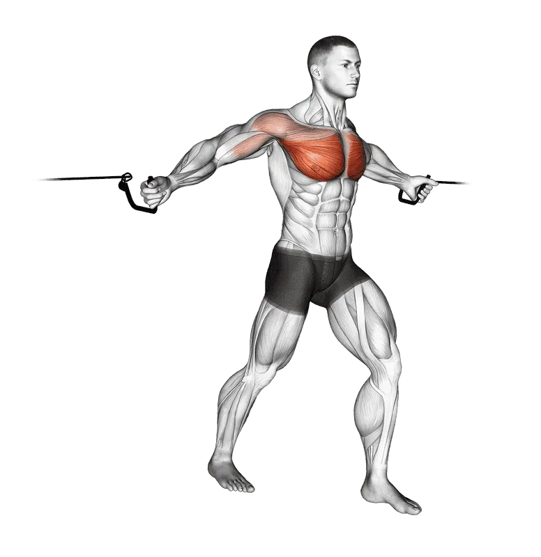 Cable Middle Fly