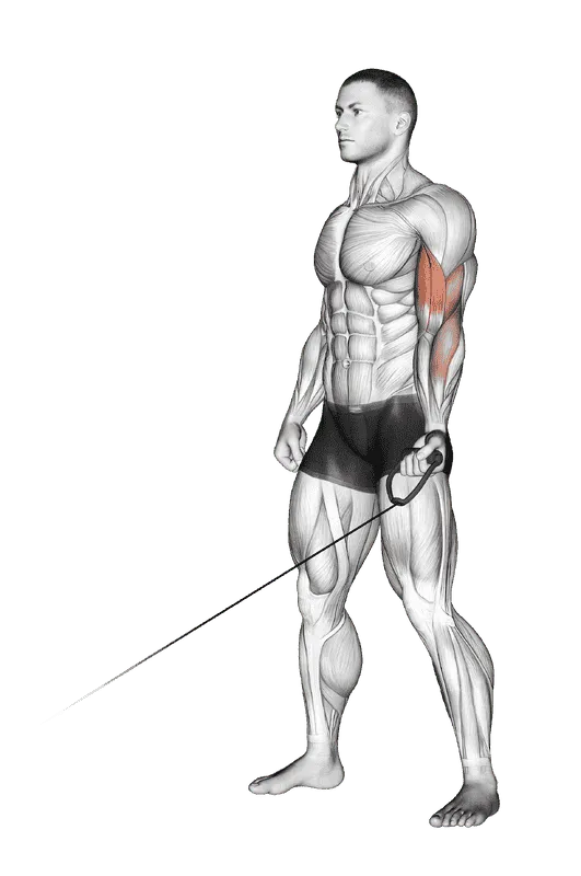 Cable One-Arm Curl