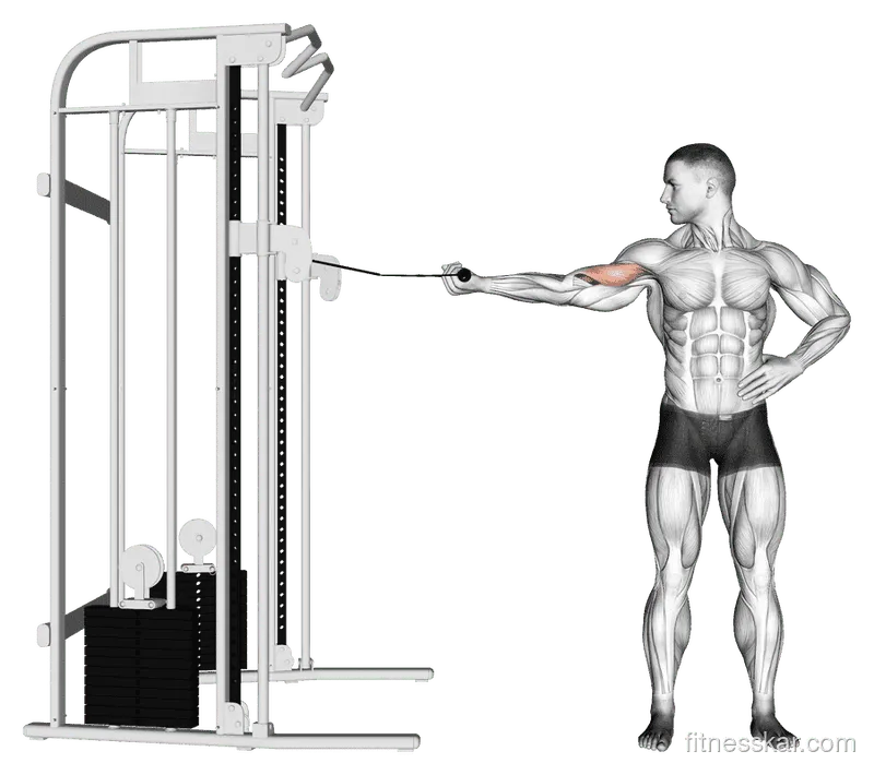 Cable One-Arm Inner Biceps Curl