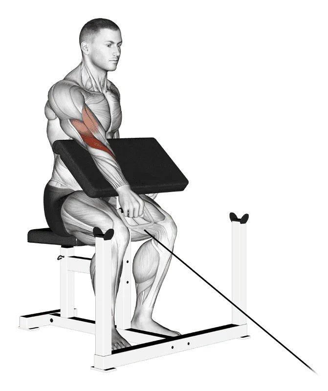 Cable One-Arm Reverse Preacher Curl, Male demonstration, Start