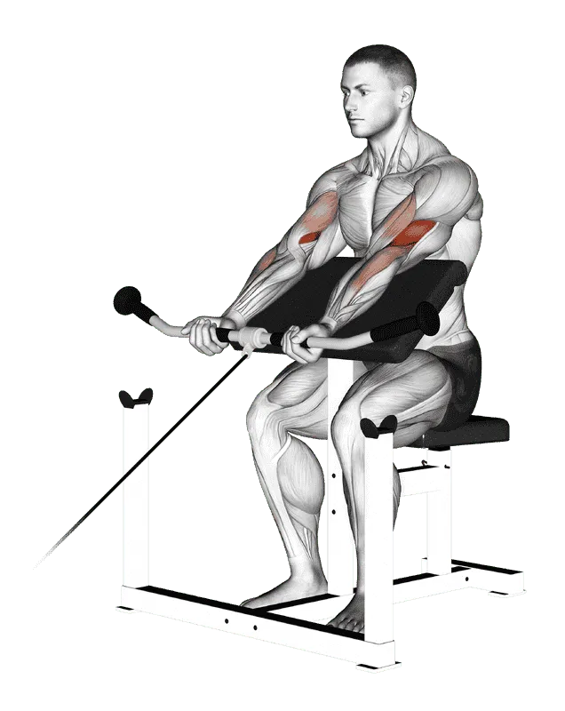 Cable Preacher Curl, Male demonstration, Start