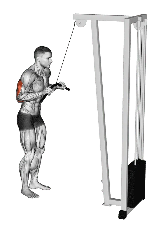 Cable Pushdown, Male demonstration, Start