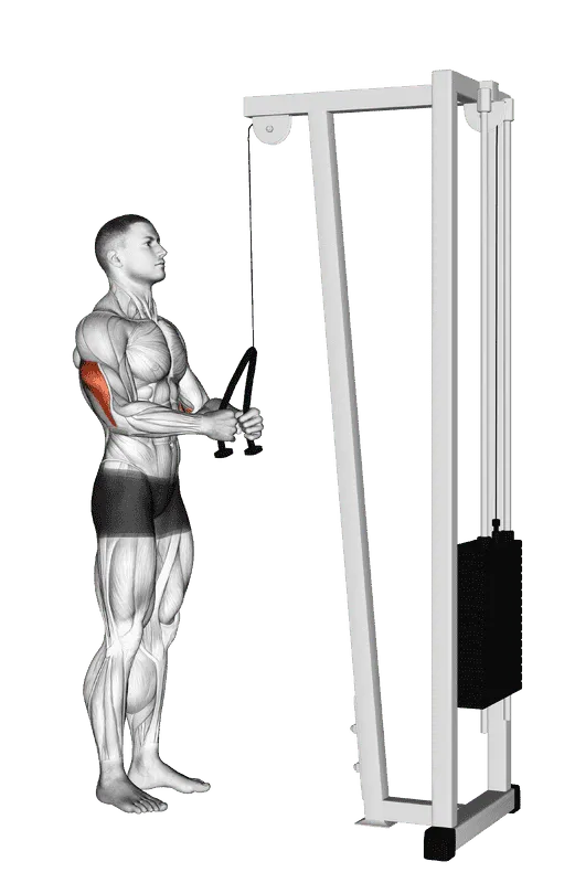 Cable Pushdown (with rope attachment)