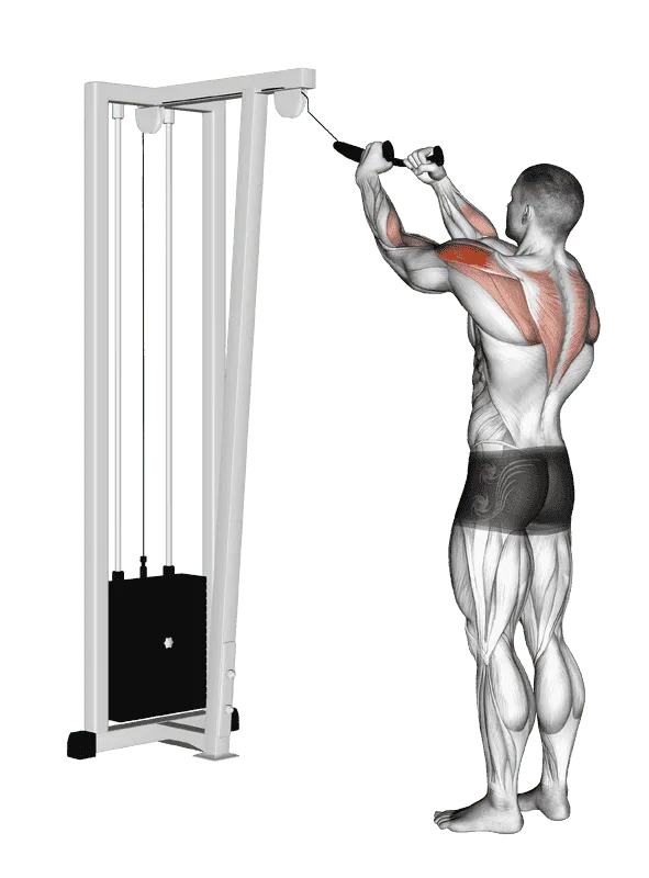 Cable Rear Delt Row (with Rope)