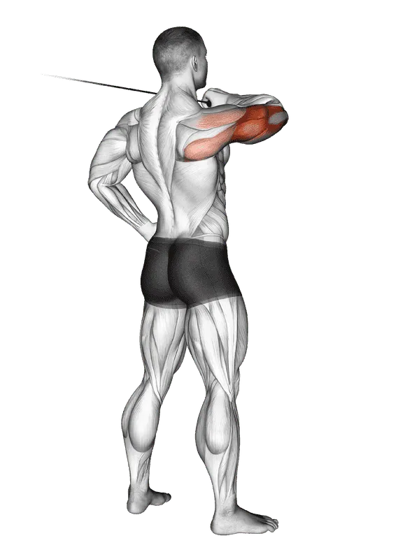 Cable Rear Drive, Male demonstration, Start