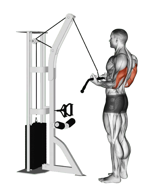 Cable Reverse-Grip Pushdown