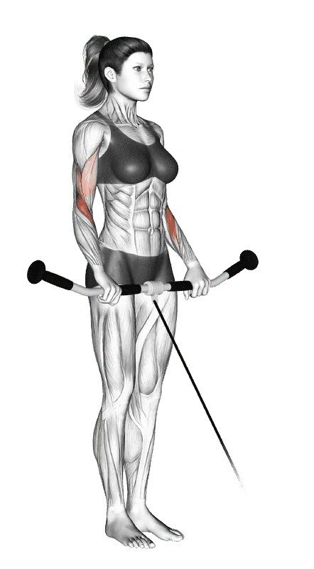 Cable Reverse Curl, Female demonstration, Start
