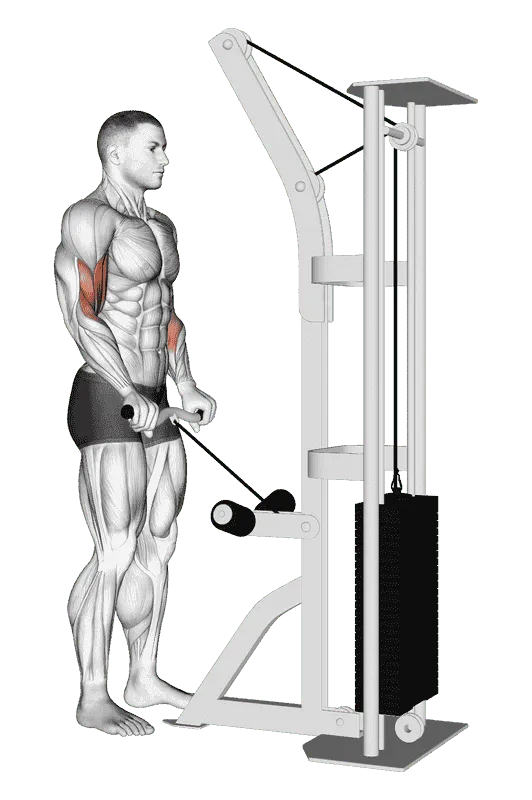 Cable Reverse Grip Biceps Curl (EZ Bar)