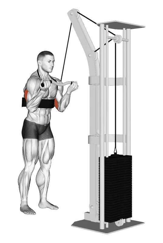 Cable Reverse Grip Triceps Pushdown (with Arm Blaster)