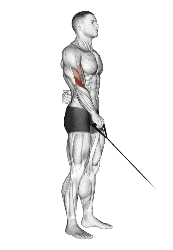 Cable Reverse One-Arm Curl, Male demonstration, Start