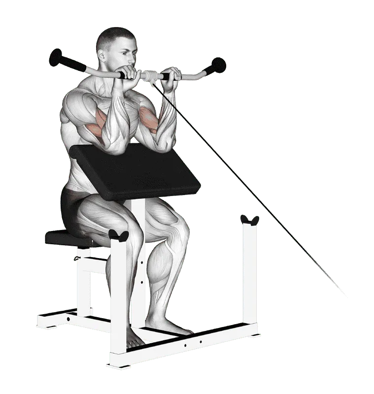 Cable Reverse Preacher Curl
