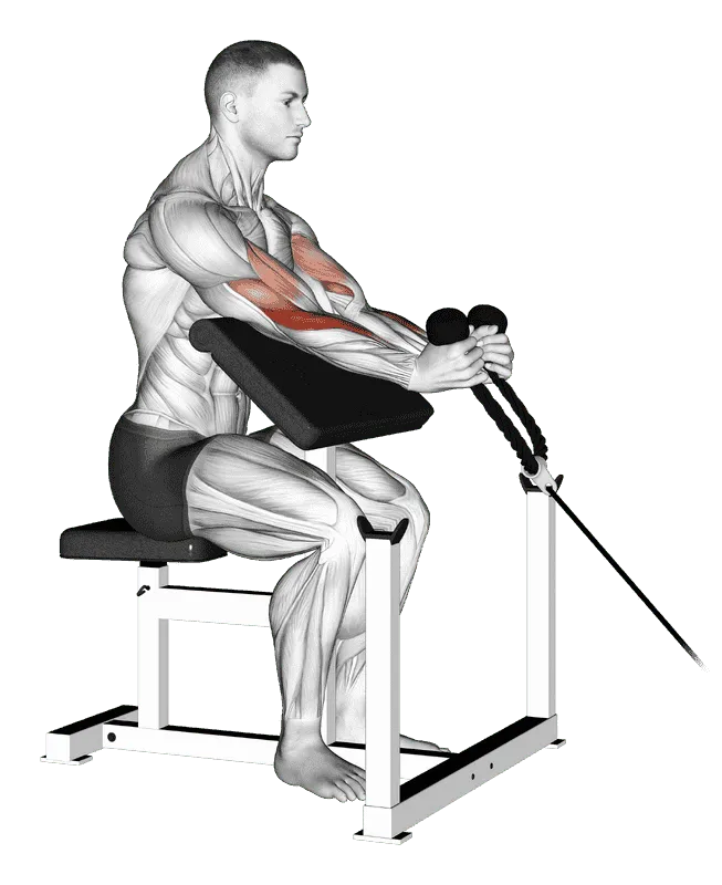 Cable Rope Hammer Preacher Curl