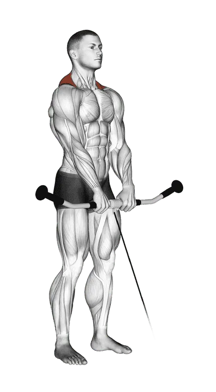 Cable Shrug, Male demonstration, Start