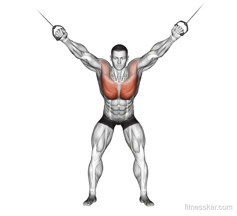 Cable Standing Fly, Male demonstration, Start