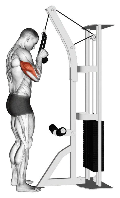 Cable Standing One-Arm Tricep Pushdown (Overhand Grip)
