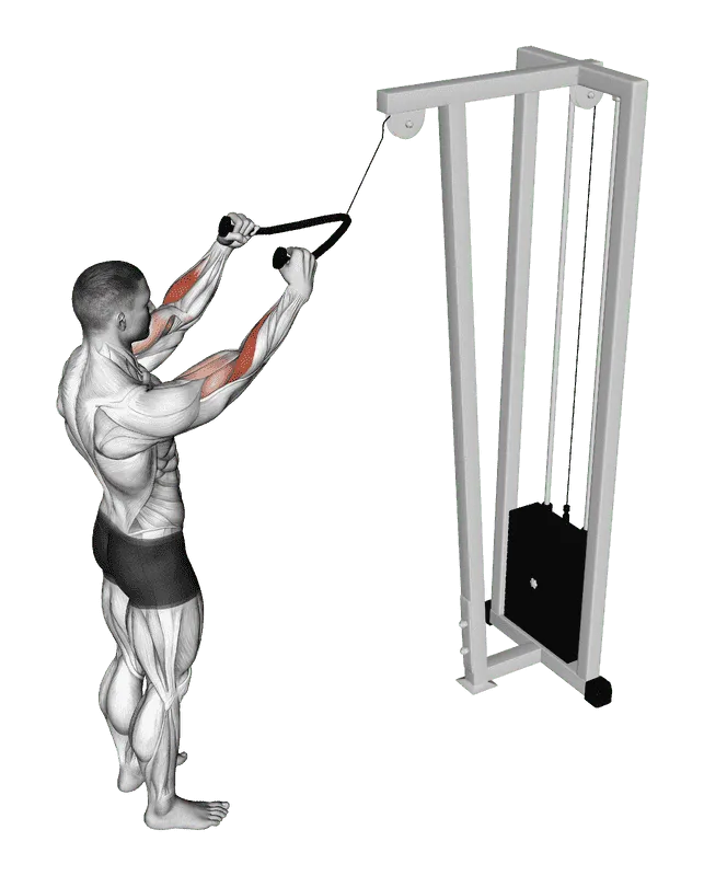 Cable Standing Pulldown (with Rope), Male demonstration, Start