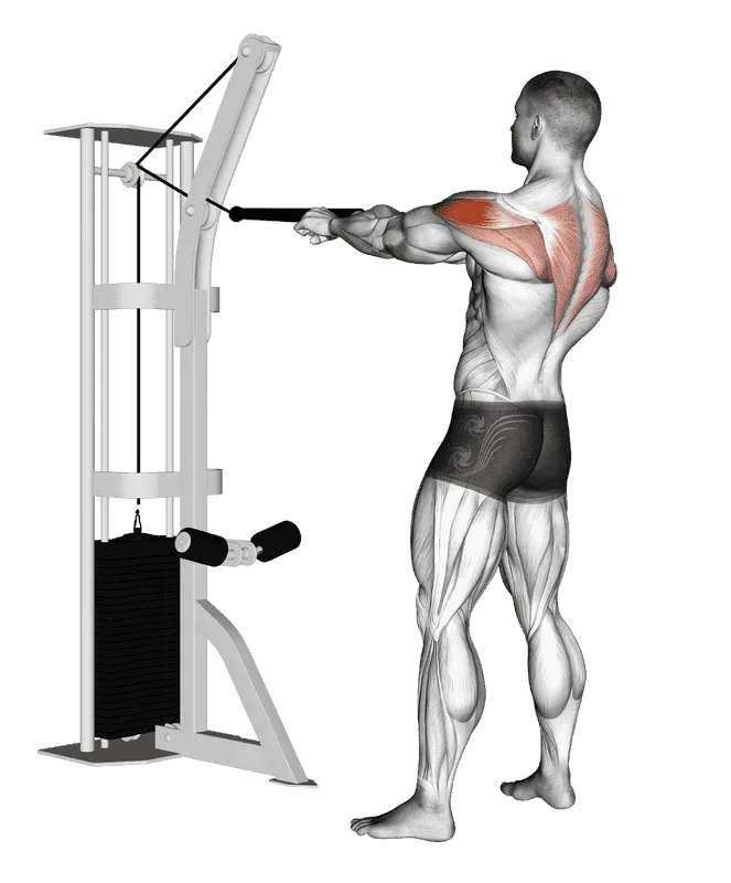 Cable Standing Rear Delt Row (with Rope)