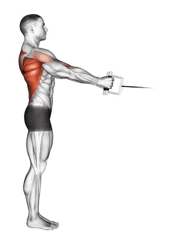 Cable Standing Row (V-bar), Male demonstration, Start