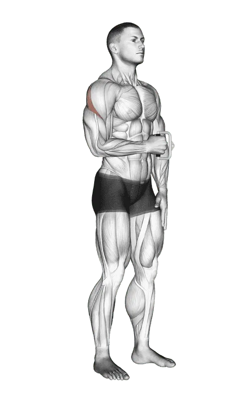 Cable Standing Shoulder External Rotation