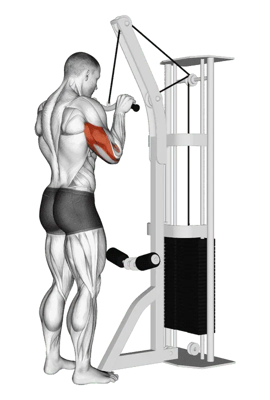 Cable Triceps Pushdown (SZ Bar), Male demonstration, Start