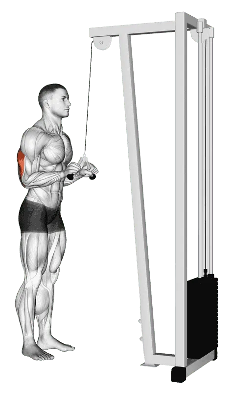 Cable Triceps Pushdown (V-bar attachment)