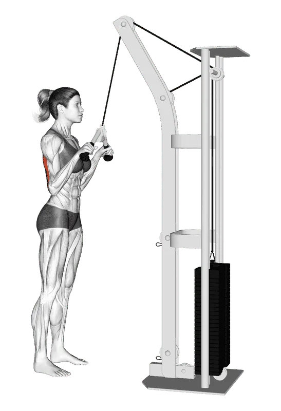 Cable Triceps Pushdown (V-bar)