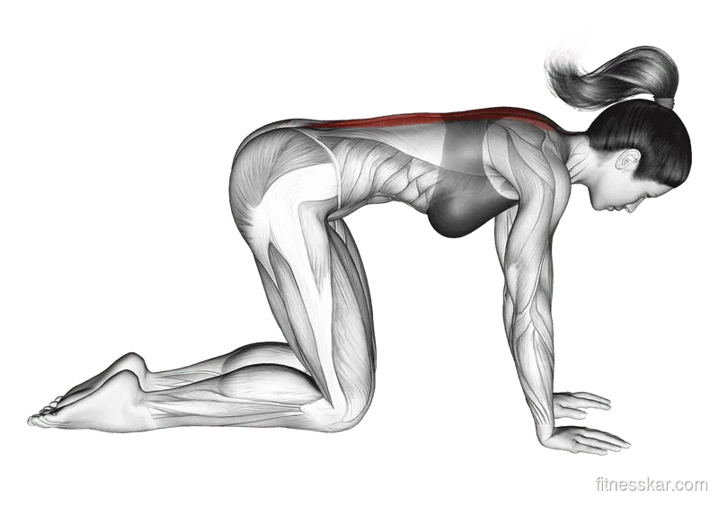 Cat Stretch, Female demonstration, Start