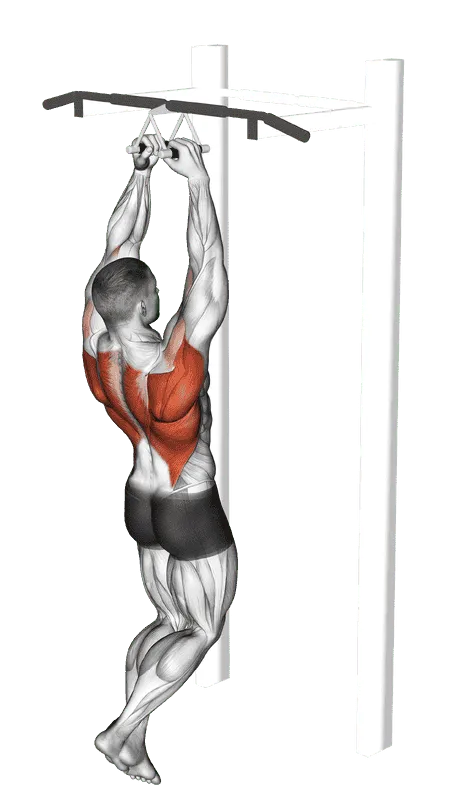 Chin-ups (Narrow Parallel Grip)