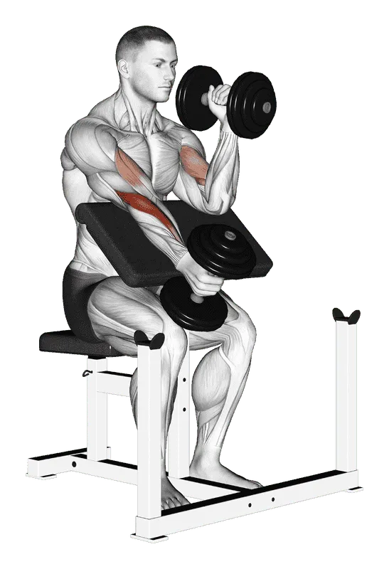 Dumbbell Alternate Hammer Preacher Curl
