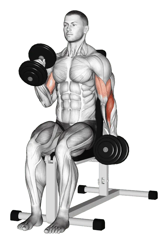 Dumbbell Alternate Seated Hammer Curl