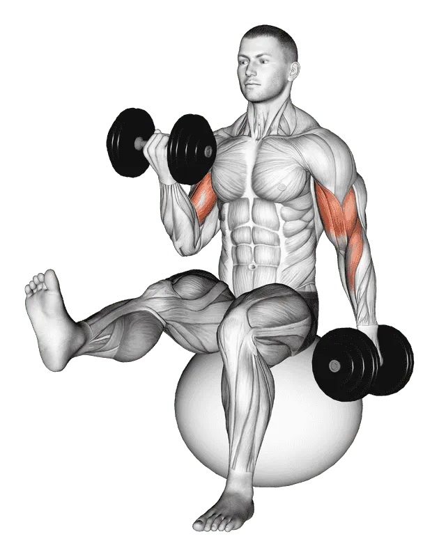 Dumbbell Alternating Bicep Curl with Leg Raised on Exercise Ball, Male demonstration, Start