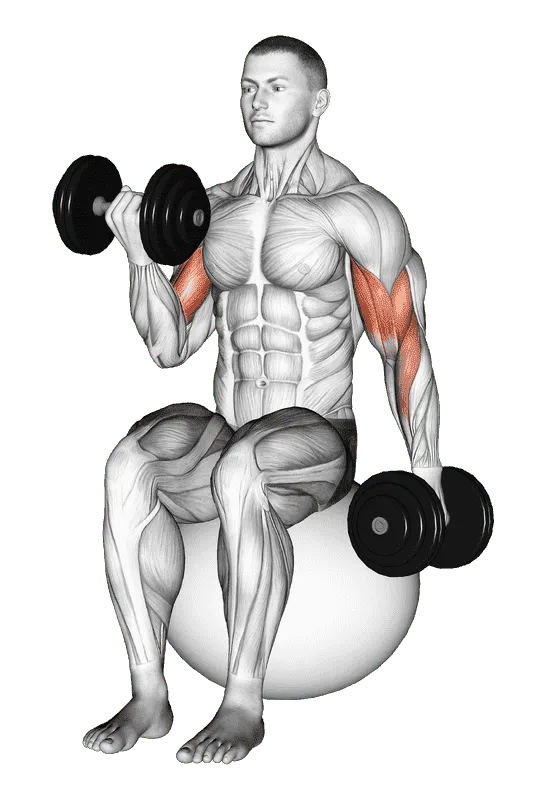 Dumbbell Alternating Seated Bicep Curl on Exercise Ball