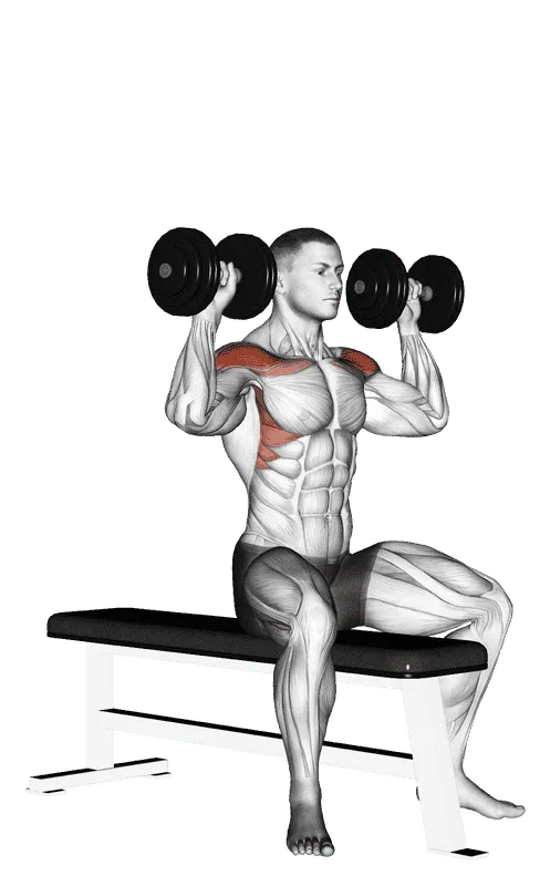 Dumbbell Bench Seated Press