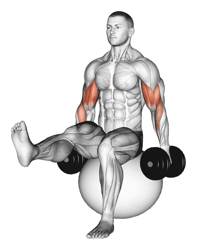 Dumbbell Bicep Curl on Exercise Ball with Leg Raised