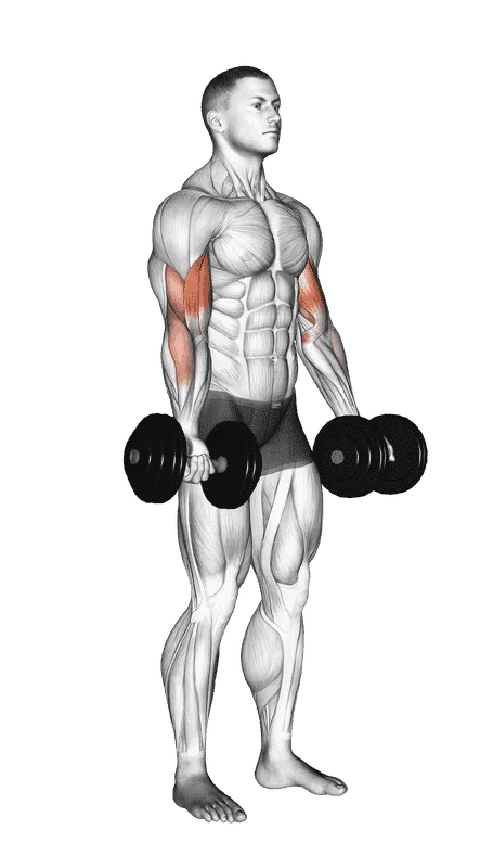 Dumbbell Biceps Curl