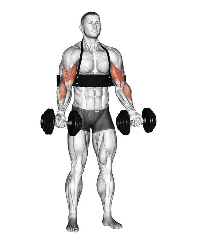 Dumbbell Biceps Curl (with Arm Blaster)
