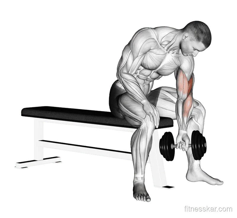 Dumbbell Concentration Curl