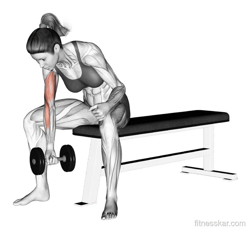 Dumbbell Concentration Curl, Female demonstration, Start
