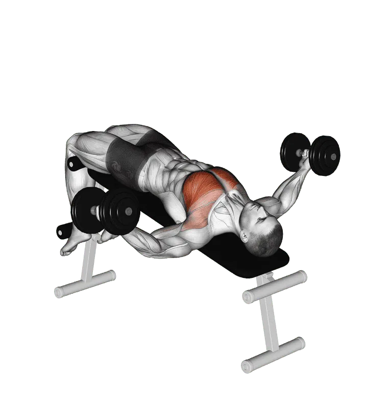 Dumbbell Decline Fly
