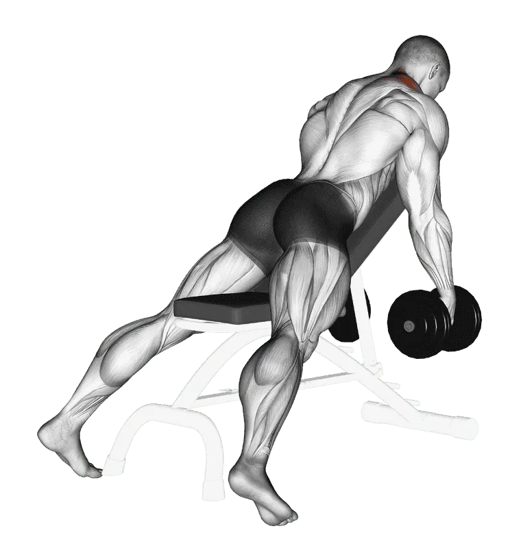Dumbbell Decline Shrug