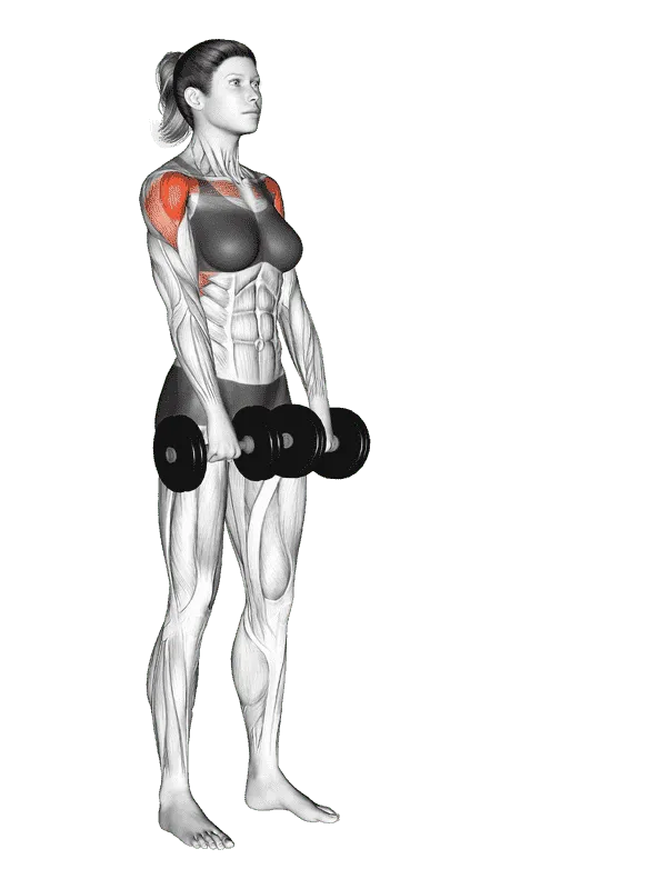 Dumbbell Front Raise, Female demonstration, Start