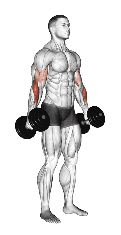 Dumbbell Hammer Curl