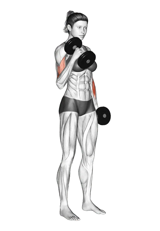 Dumbbell Hammer Curl, Female demonstration, Start