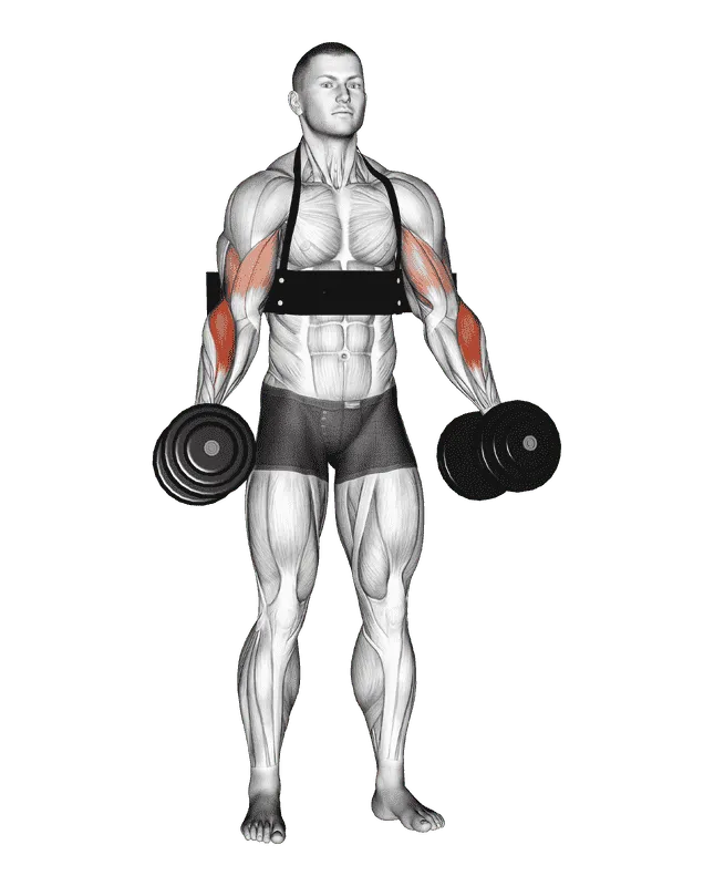 Dumbbell Hammer Curls (with Arm Blaster), Male demonstration, Start